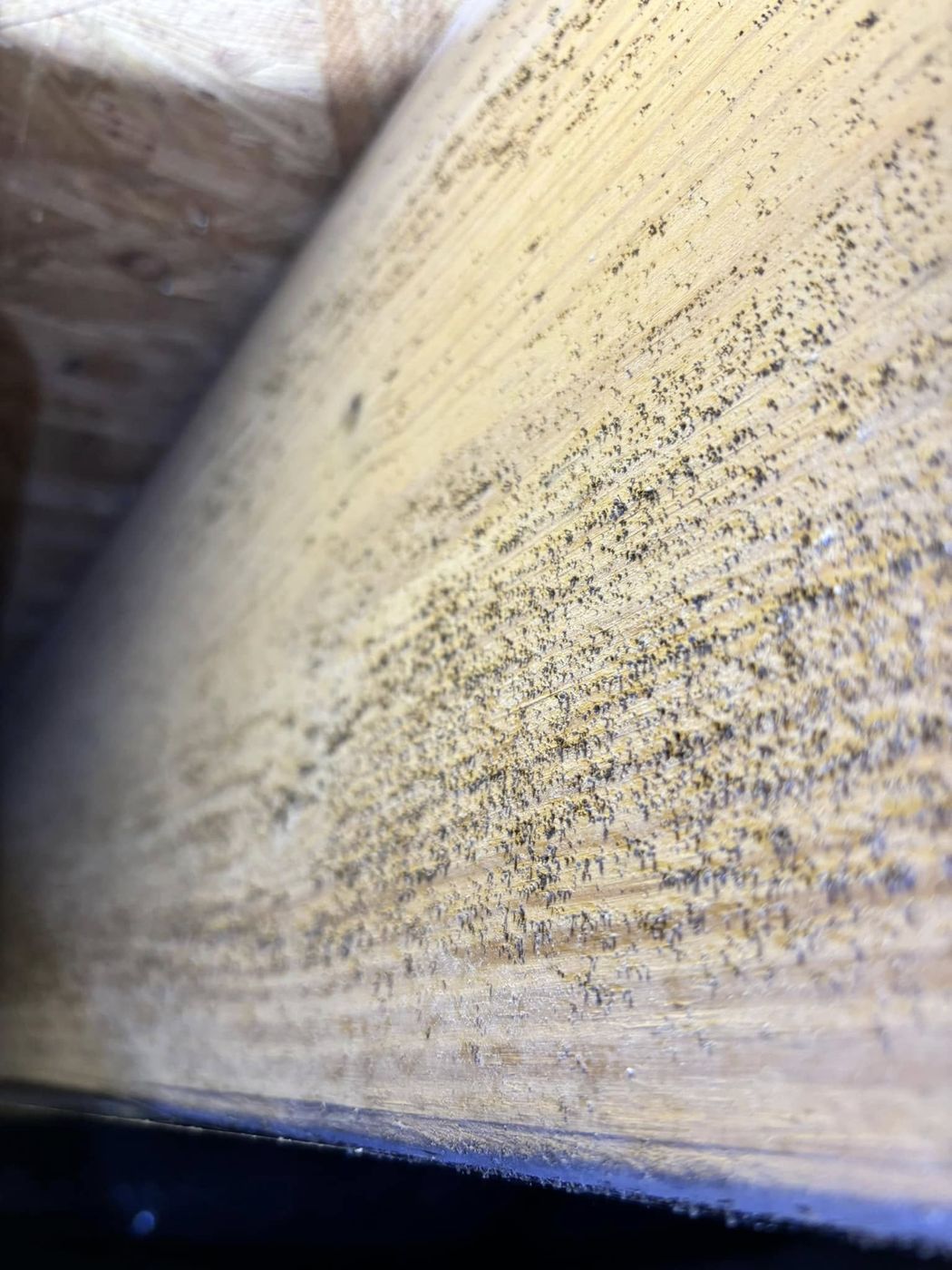 Microbial growth on joists