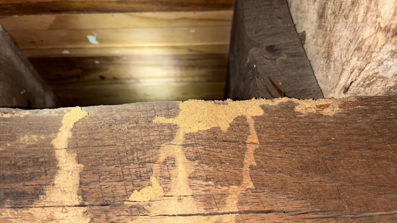Termite mud tubes